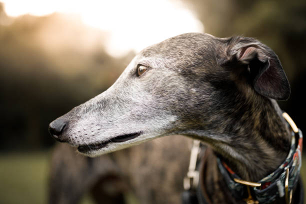 A greyhound dog close up portrait