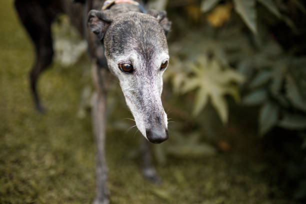 istock A greyhound dog on nature 1125069154