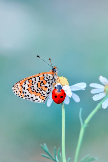 istock Closeup   beautiful butterfly sitting on flower 1125069348