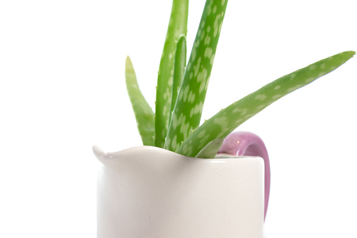 Aloe vera growing in a vintage milk jug against a white background.  Belfast, Northern Ireland.

Aloe vera, a succulent, is widely used today in: food as a flavoring; cosmetics; food supplements; herbal remedies; and the treatment of sun burn.  

The earliest record of a human use for Aloe vera comes from the Ebers Papyrus (an Egyptian medical record) from the16th century BC. In ancient Egypt, they called Aloe vera 