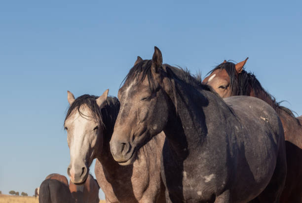 istock Wild Horses in the Utah Desert 1125075222
