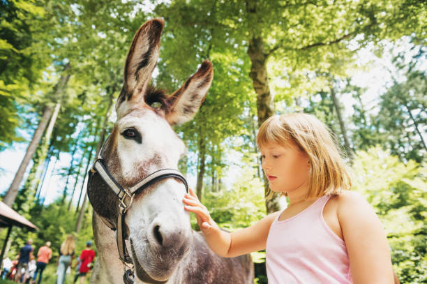 Little girl hiking with donkeys in summer camp for children stock photo
