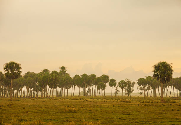 Early morning light in a south Florida pasture with sable palm trees