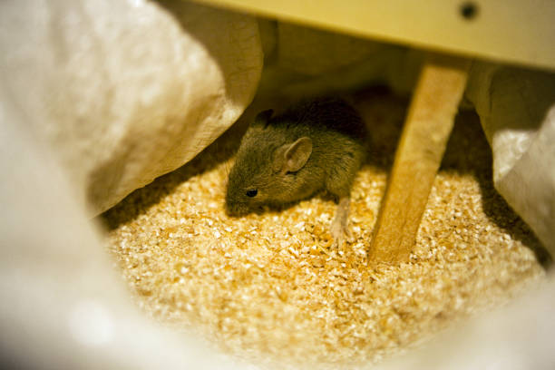 Close up of single eating mouse sitting in a wheat sack. XXXL (Canon Eos 1Ds Mark III)