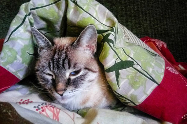 istock The cat is sleeping under a blanket in a cold room. 1125080558