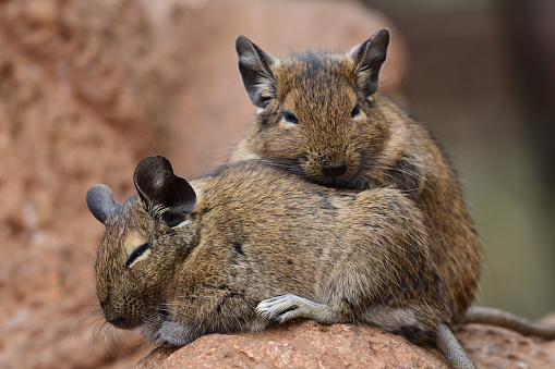 Close up of a pair of common degus (octodon degus) cuddling together