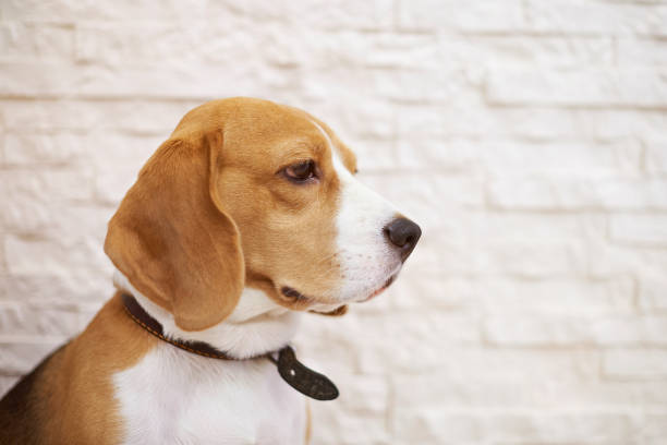 istock Profile portrait of beagle dog 1125082355