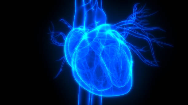 istock Human Heart Anatomy 1125086928
