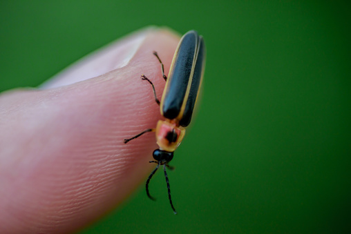 Lightning bug on thumb extreme closeup with  green background