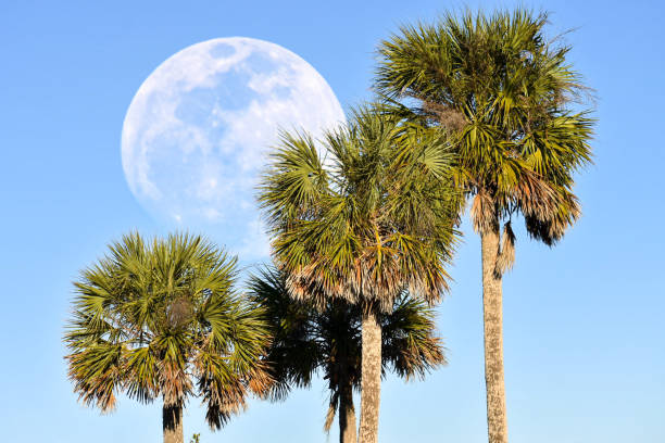 lune avec palmiers - bonita springs photos et images de collection