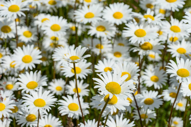 istock Corn chamomile blossom.  Mayweed bloom. White blooming flowers in natural environment. Scentless chamomile flower. Anthemis arvensis, Asteraceae family. 1125088709