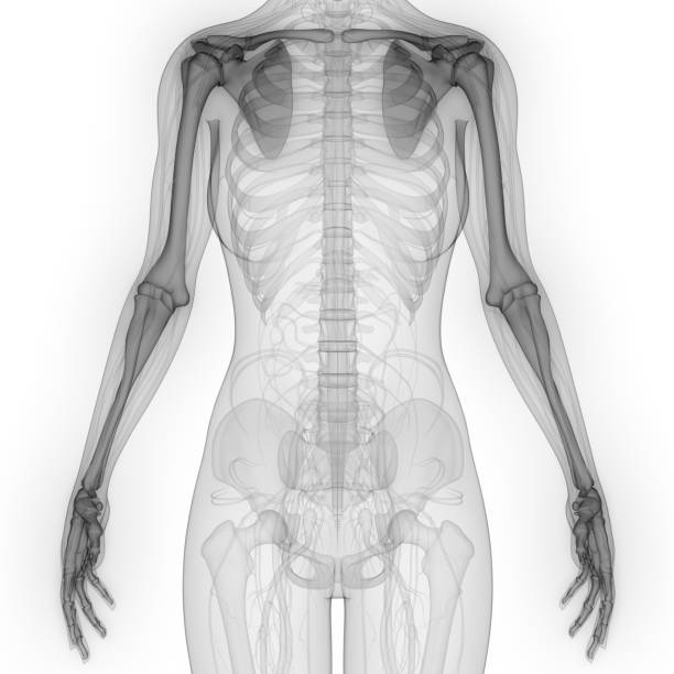 human skeleton system upper limbs anatomy - human upper body xray imagens e fotografias de stock