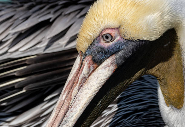 istock Pelican in Florida 1125089432