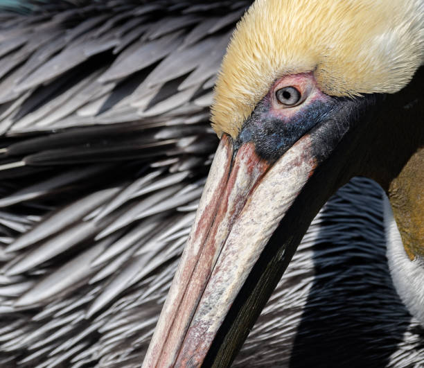 istock Pelican in Florida 1125089460