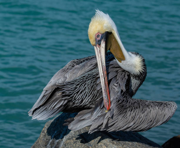 istock Pelican in Florida 1125089530
