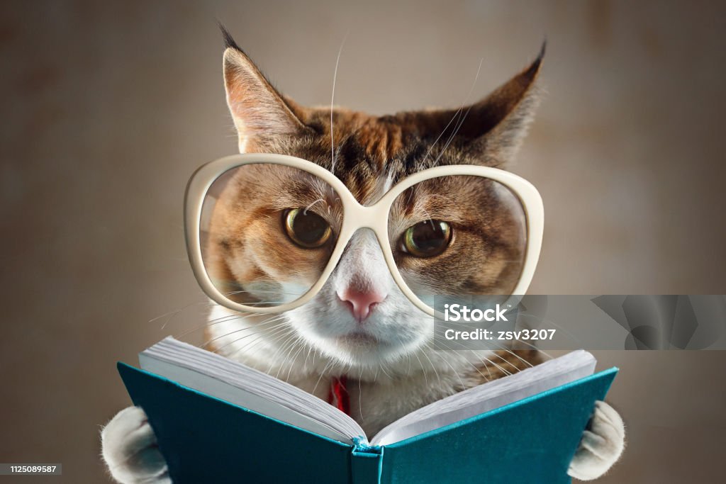 Gato en gafas sosteniendo un libro turquesa y estrictamente en la cámara. Concepto de educación - Foto de stock de Gato doméstico libre de derechos