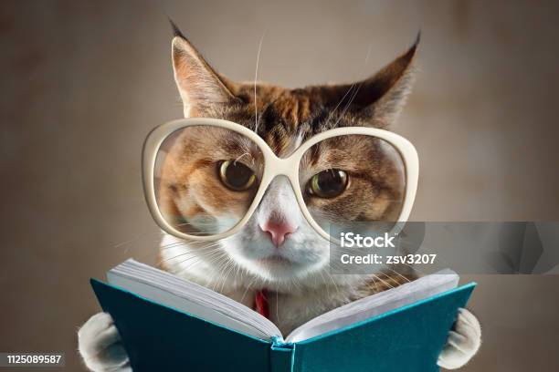 Gato En Gafas Sosteniendo Un Libro Turquesa Y Estrictamente En La Cámara Concepto De Educación Foto de stock y más banco de imágenes de Gato doméstico