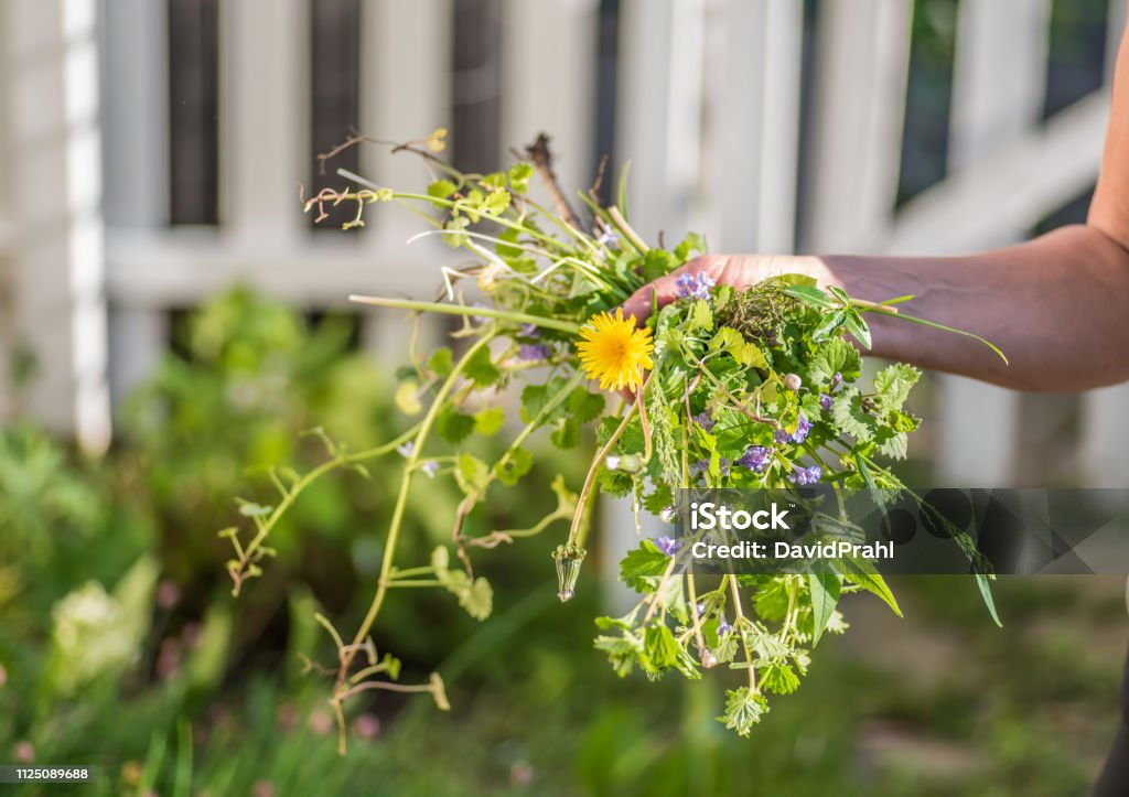 Woman holding a fist full of weeds Closeup of woman hand after pulling weeds in garden Weeding Stock Photo