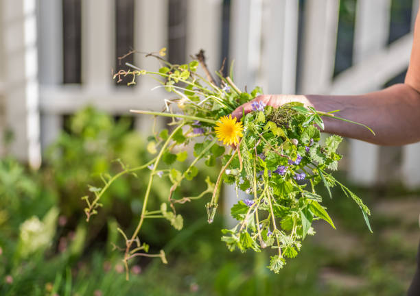 Woman holding a fist full of weeds Closeup of woman hand after pulling weeds in garden uncultivated stock pictures, royalty-free photos & images