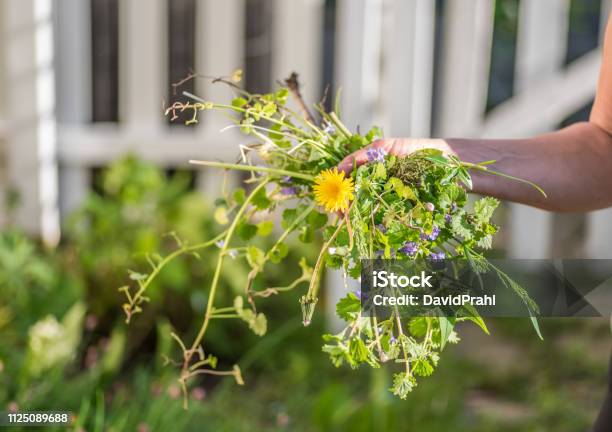 Woman Holding A Fist Full Of Weeds Stock Photo - Download Image Now - Weeding, Uncultivated, Yard - Grounds