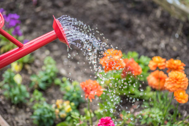 istock Sprinkling water on colorful spring flowers with watering can 1125089734
