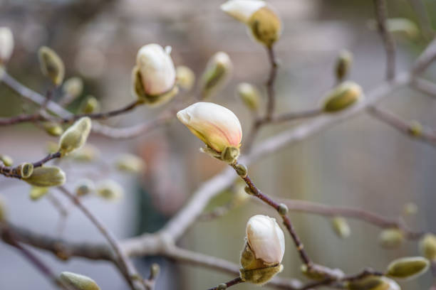 istock Magnolia tree starting to bud in spring 1125089783