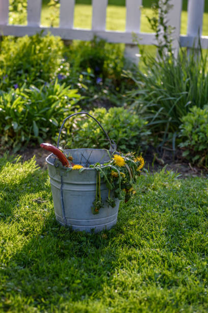 tirer les mauvaises herbes en yard - galvanized bucket photos et images de collection