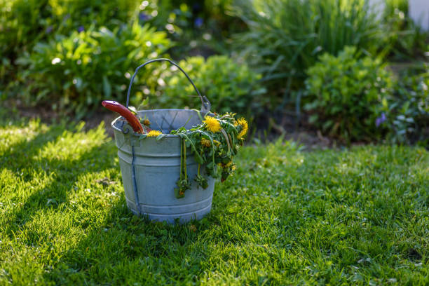 bucket of weeds next to spring garden - fence front or back yard flower ornamental garden imagens e fotografias de stock