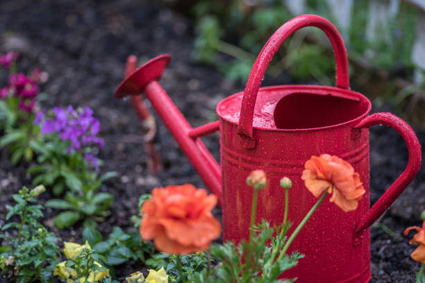 istock Red watering can in colorful spring garden on a rainy day 1125091080