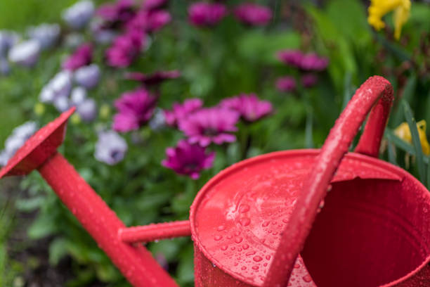 istock Raindrops on red metal watering can in spring garden 1125091128