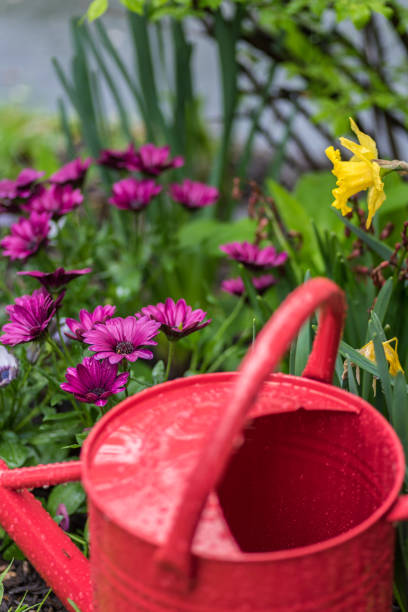 istock April showers bring May flowers gardening background concept 1125091142