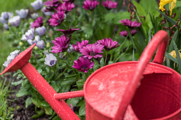 istock Low angle closeup of spring garden on a rainy day 1125091147