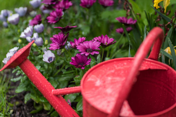 istock Spring garden on a Rainy day background concept 1125091161