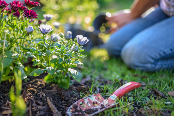 istock Woman planting spring flowers in yard 1125091319