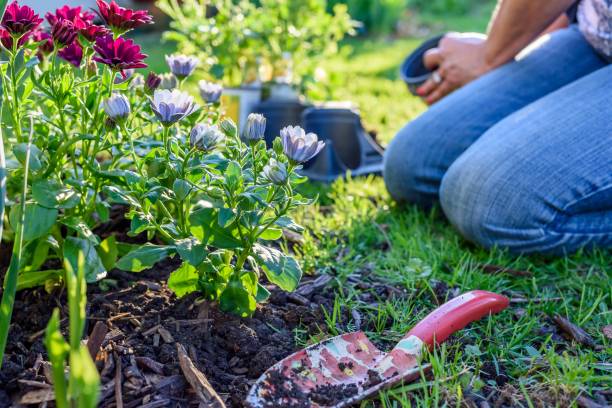 femme agenouillée dans jardin en plantant des fleurs de printemps - perennial plant photos et images de collection