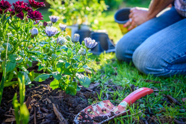 istock Person planting flowers in garden low angle view 1125091339