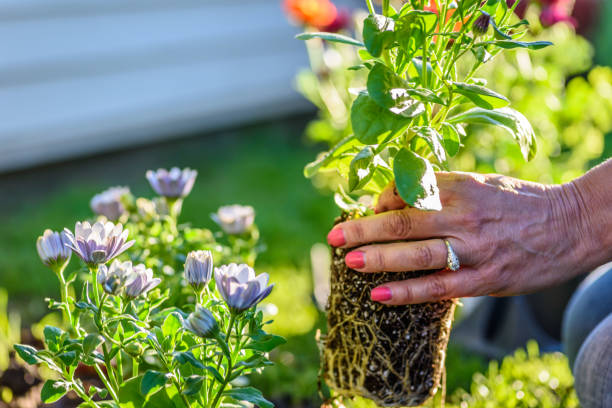 istock Hand holding fresh annual flowers for garden 1125091365