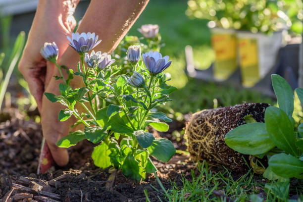 istock Woman digging and planting spring flowers in spring sunlight 1125091376