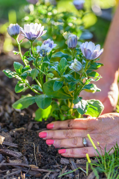 istock Closeup of woman‘s hands planting flowers 1125091380