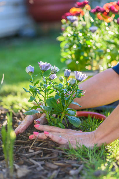 istock Closeup of woman’s hands planting spring flowers 1125091429