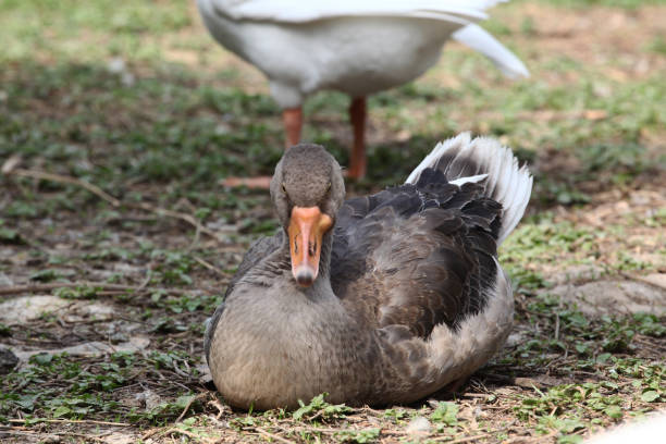 istock Gray goose sleep in garden. 1125091915
