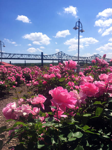 rosas cor de rosa florescendo no centro de peoria illinois ao longo da zona ribeirinha com a ponte no fundo - bridge illinois illinois river peoria - fotografias e filmes do acervo