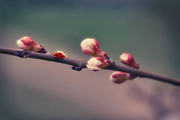 White pink buds of an apple tree and a ladybug in sunlight close-up, macro, spring natural image.