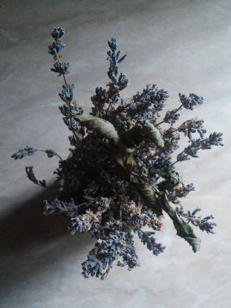 istock Lavender flower bouquet on a white background. 1125095592