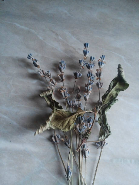 istock Lavender flower bouquet on a white background. 1125095605