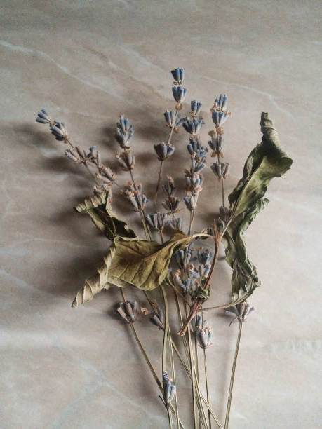 istock Lavender flower bouquet on a white background. 1125095608