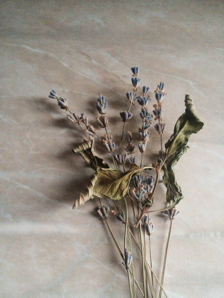istock Lavender flower bouquet on a white background. 1125095616