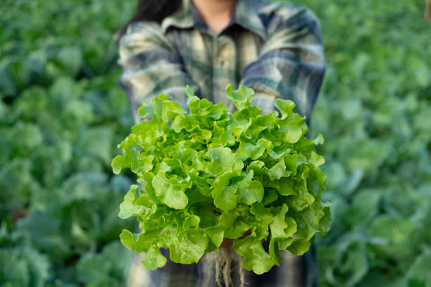 young farmer is holding vegetable green oak, hydroponic eco organic modern smart farm 4.0 technology - oak leaf imagens e fotografias de stock