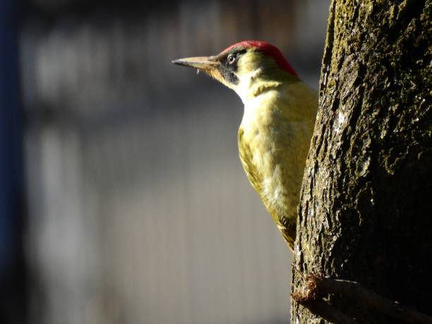 kuvapankkikuvat ja rojaltivapaat kuvat aiheesta euroopan vihreä tikka - european green woodpecker