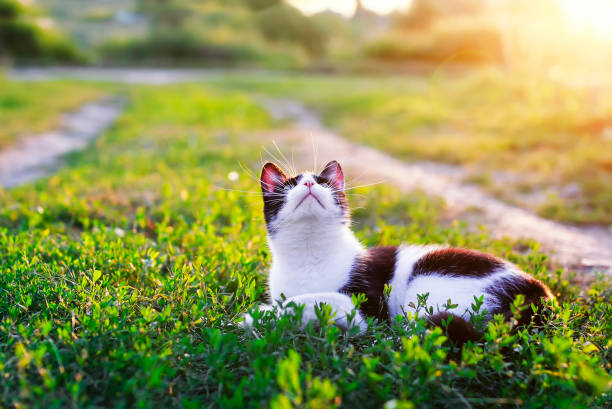 istock cute kitten lying in a Sunny green meadow on a warm summer evening funny raising her muzzle with a long mustache 1125096854